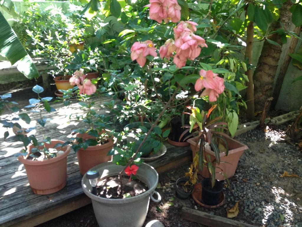 Palmetto Guesthouse 쿨레브라 외부 사진